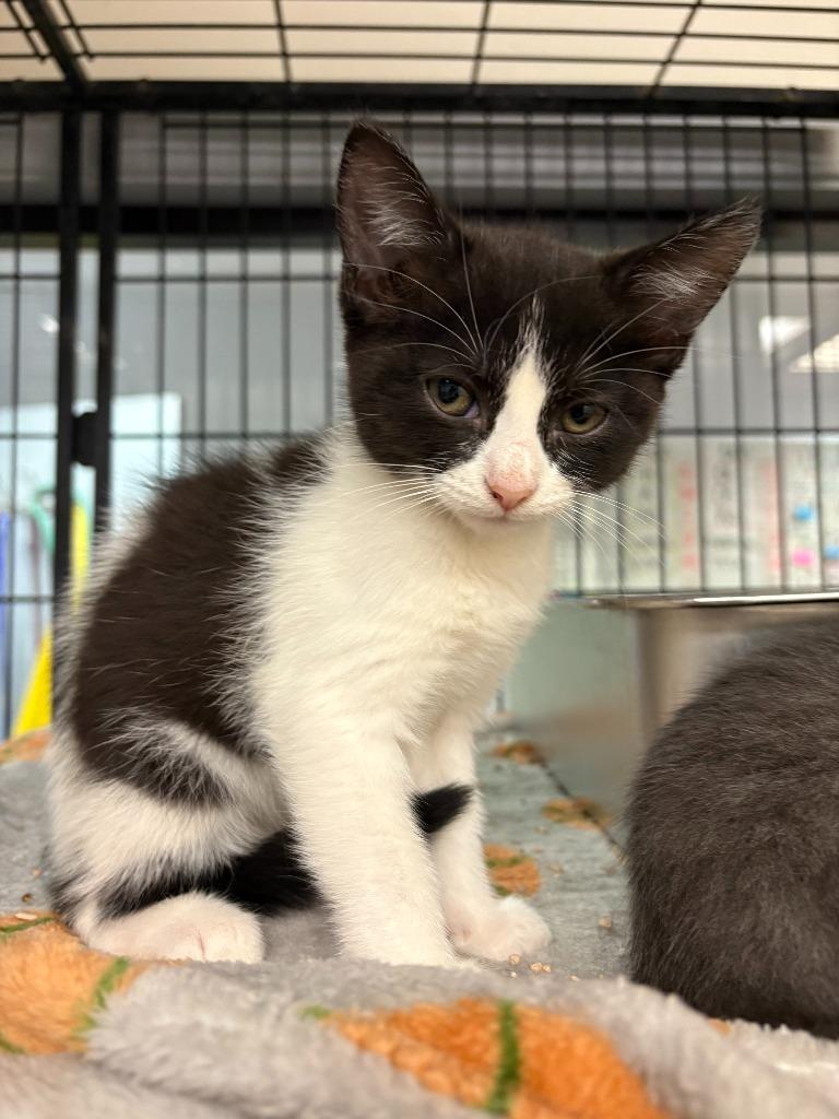 Kim, Adoptable, Kitten Female Domestic Short Hair.