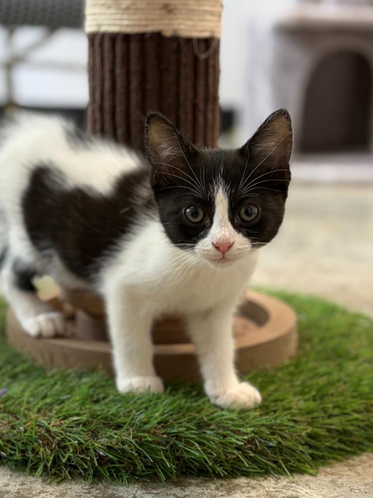 Kim, a Adoptable mixed breed in Lockhart, TX image 2/2
