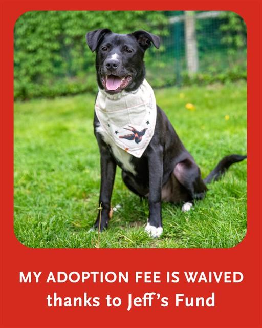 LUCKY, Adoptable, Young Male Labrador Retriever & Mixed Breed.