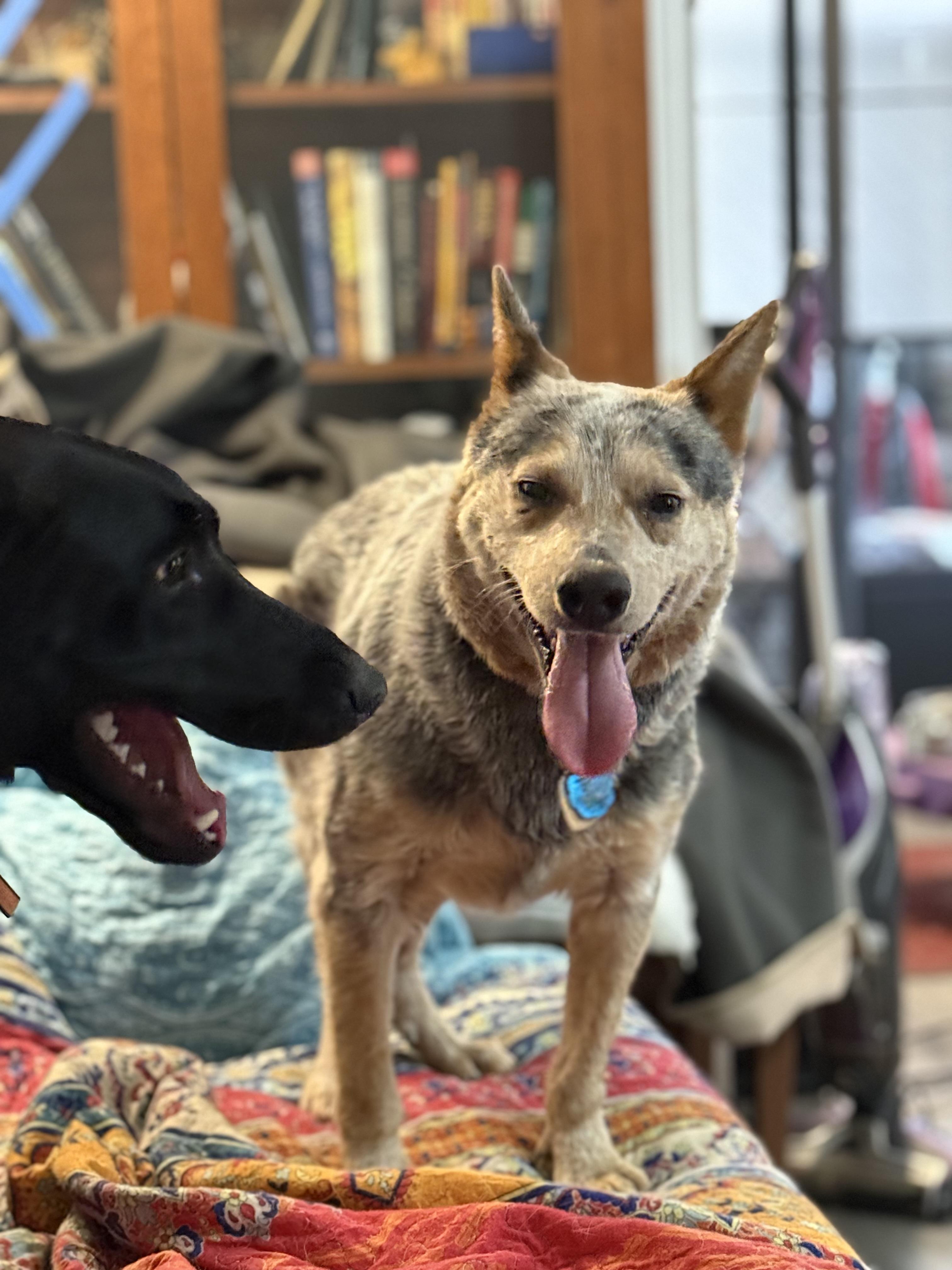 Enlarge Sammy, a ADOPTABLE Australian Cattle Dog / Blue Heeler in Folkston, GA image 2/2