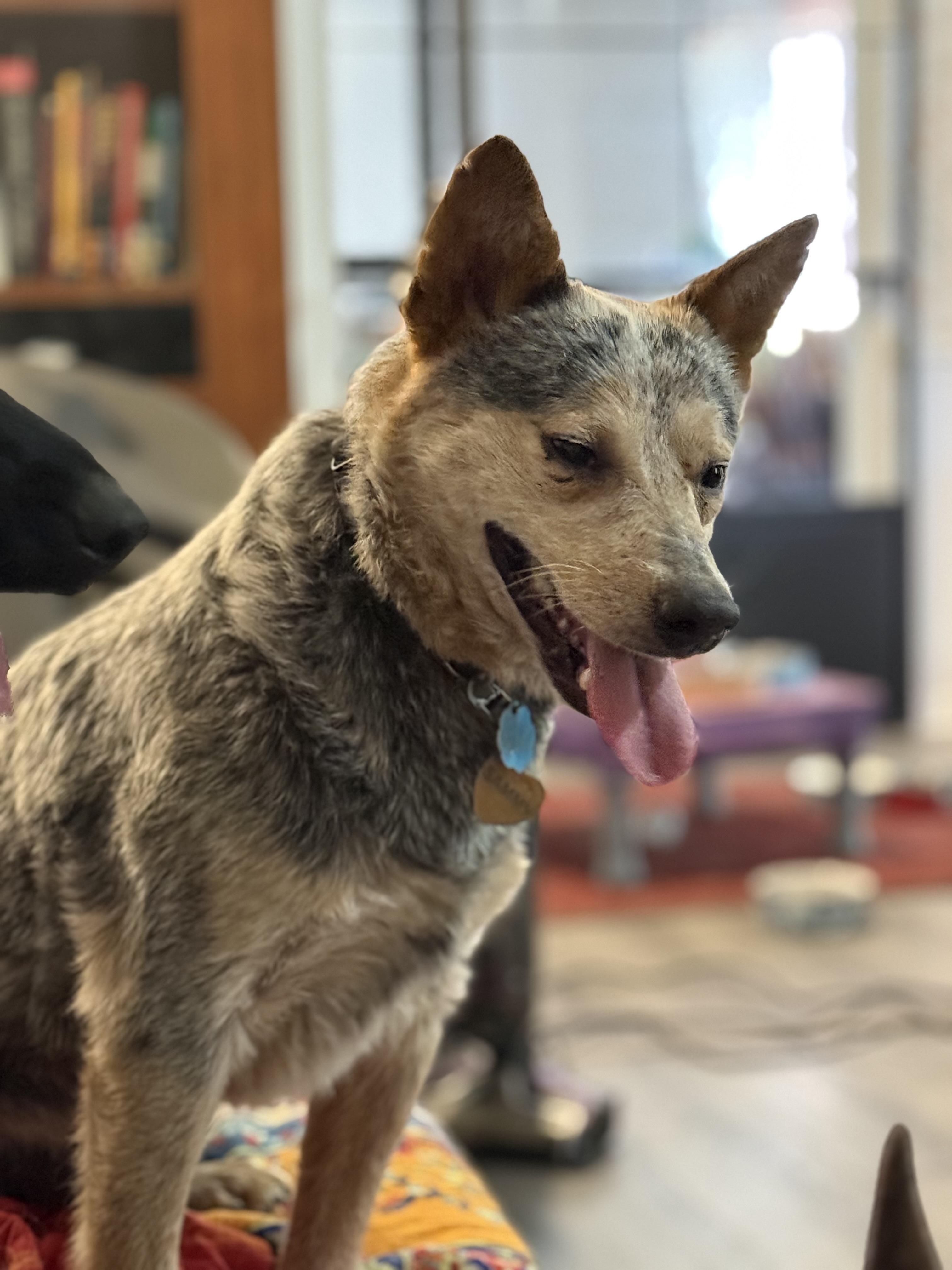 Enlarge Sammy, a ADOPTABLE Australian Cattle Dog / Blue Heeler in Folkston, GA image 1/2