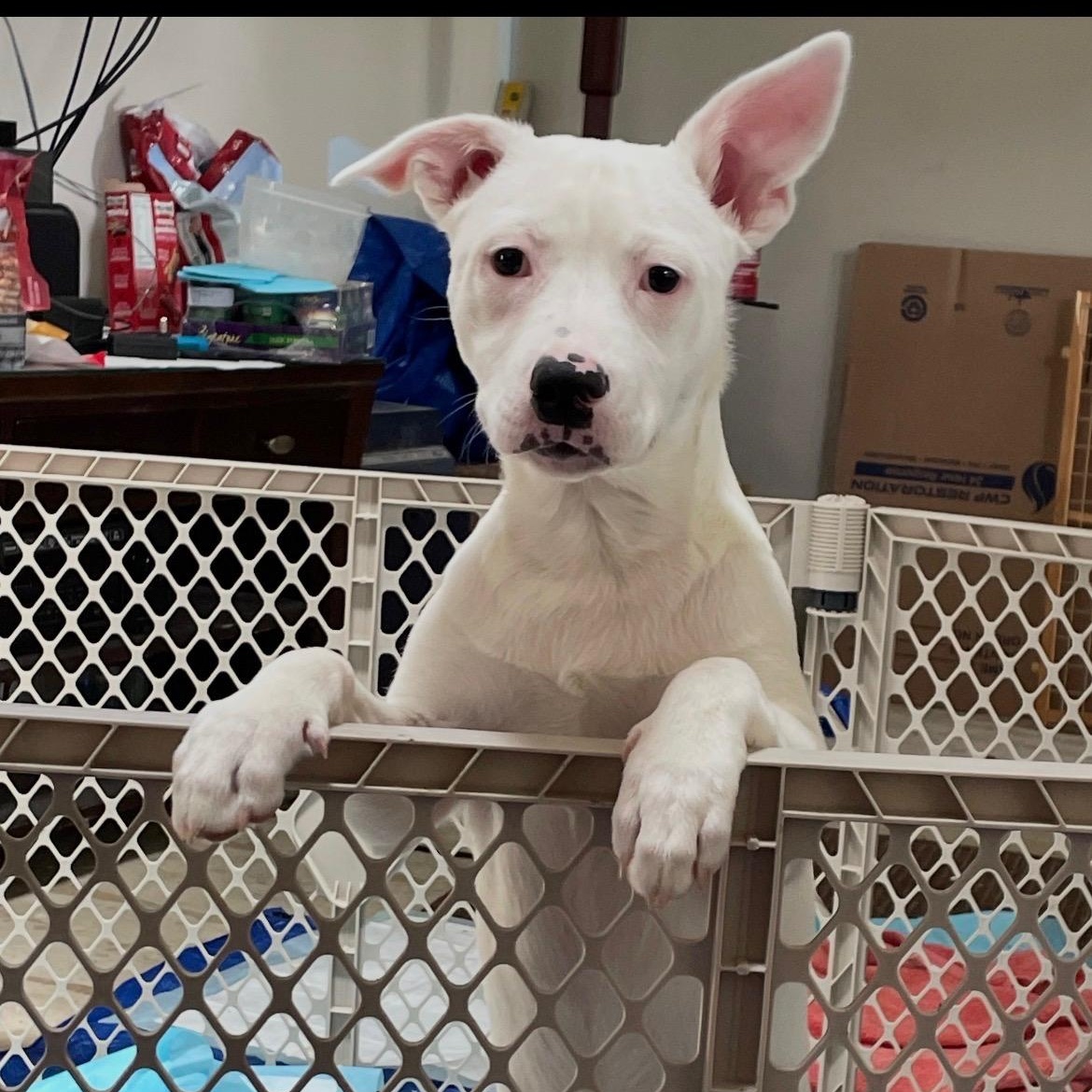 Pete, Adoptable, Puppy Male Terrier & Australian Shepherd.