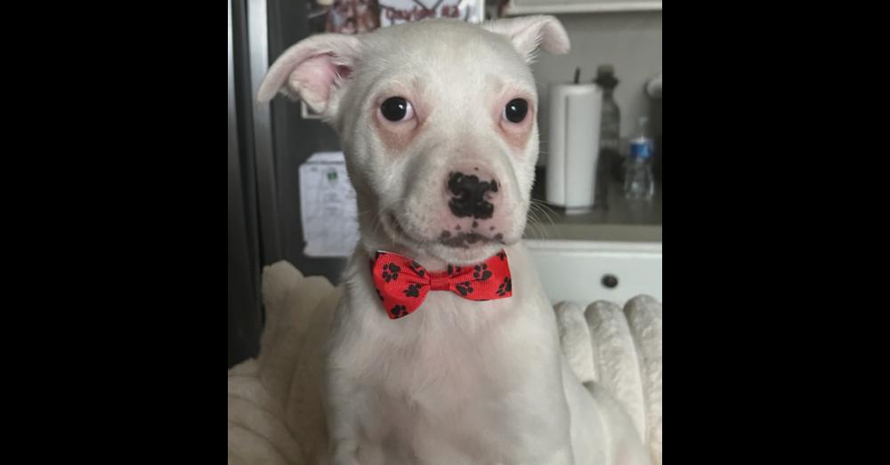 Enlarge Pete, a Adoptable mixed breed in Crest Hill, IL image 3/4