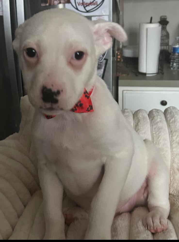Enlarge Pete, a Adoptable mixed breed in Crest Hill, IL image 4/4
