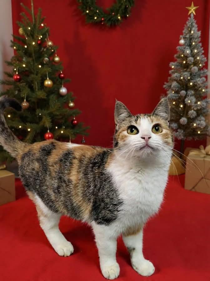 Nutmeg, a Adoptable mixed breed in Milwaukee, WI image 4/6