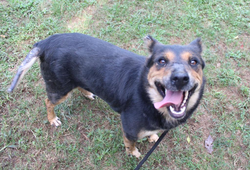Kirby, Adoptable, Adult Female Cattle Dog.