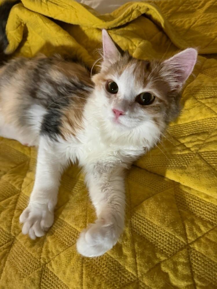 Lucy, Adoptable, Kitten Female Maine Coon & Domestic Long Hair.