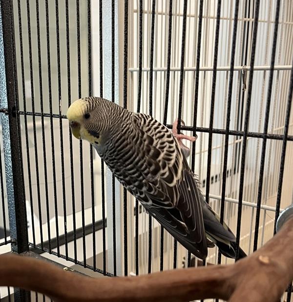 Charlotte, Adoptable, Young Female Budgie / Budgerigar.