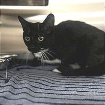 Boogie, Adoptable, Adult Female Domestic Short Hair & Domestic Short Hair.