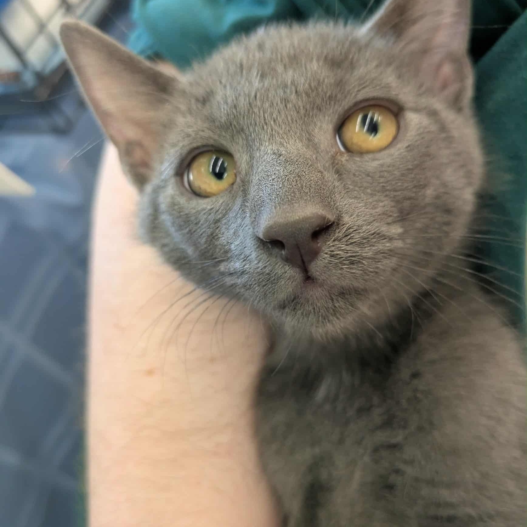 August S. Pumpernickel