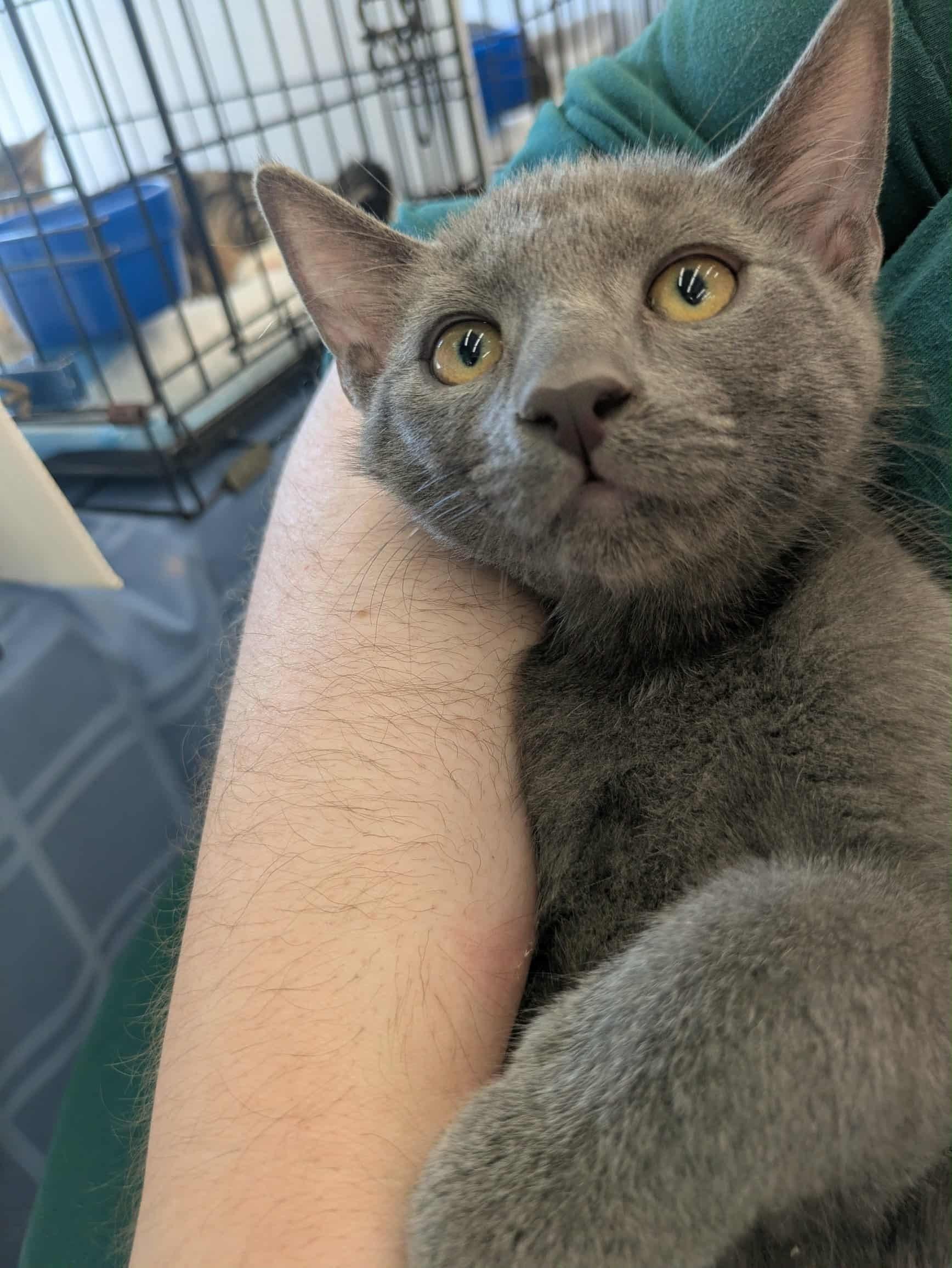 Enlarge August S. Pumpernickel, a Adoptable Domestic Short Hair in Fairborn, OH image 4/4