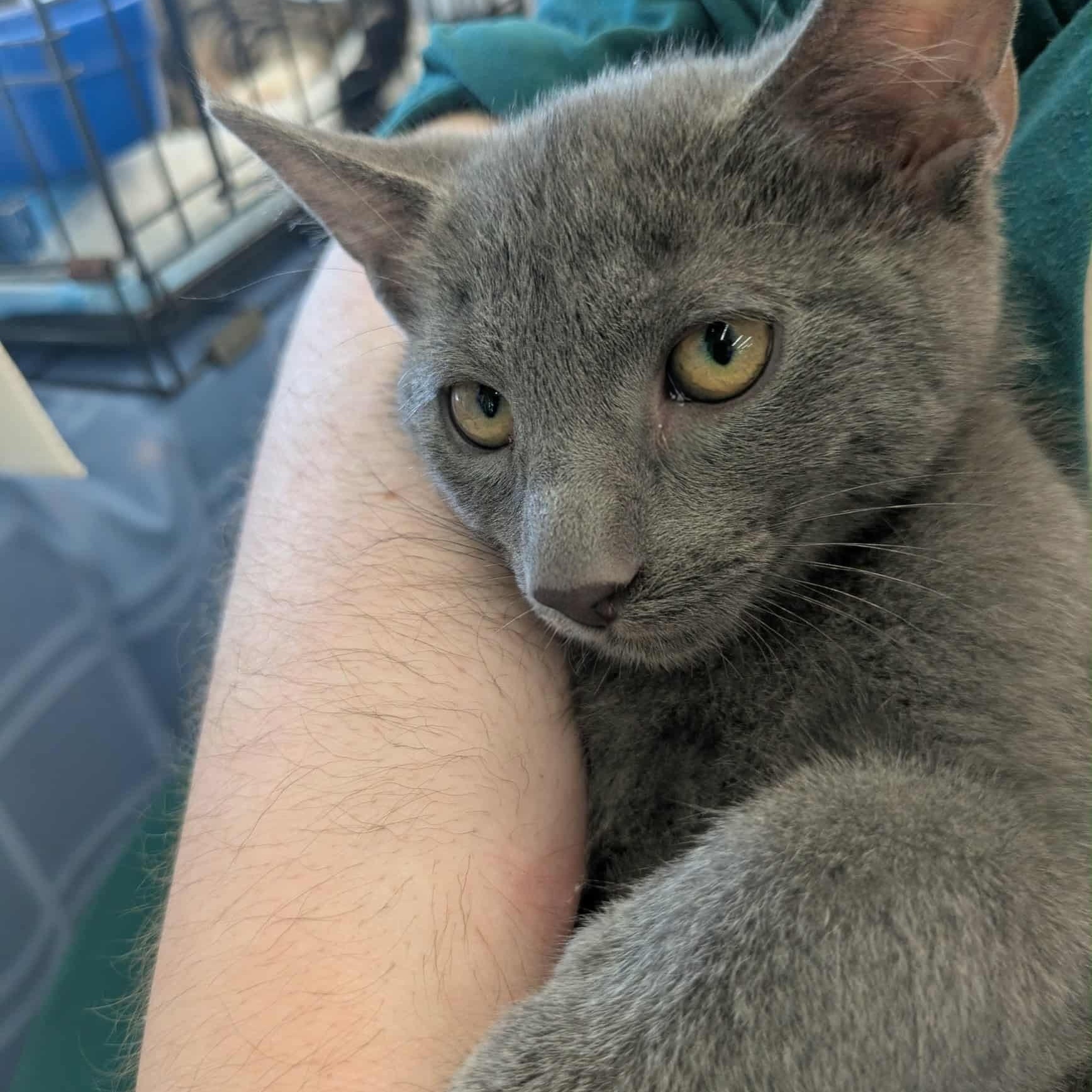 Enlarge August S. Pumpernickel, a Adoptable Domestic Short Hair in Fairborn, OH image 3/4