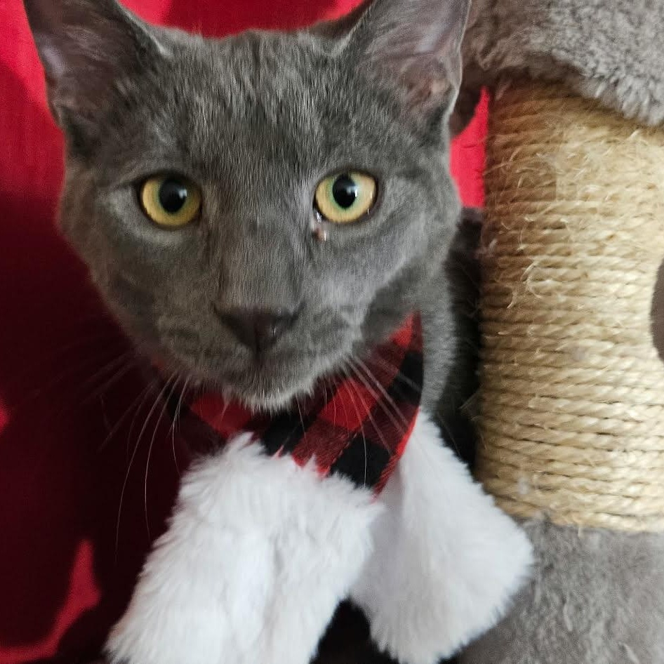 Enlarge August S. Pumpernickel, a Adoptable Domestic Short Hair in Fairborn, OH image 1/4