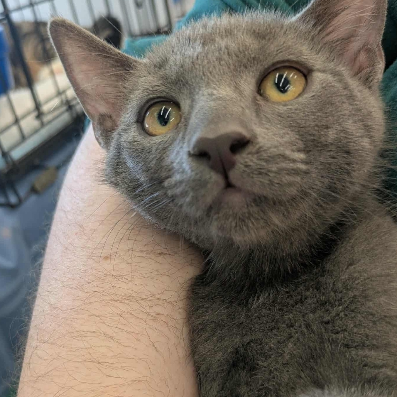 August S. Pumpernickel