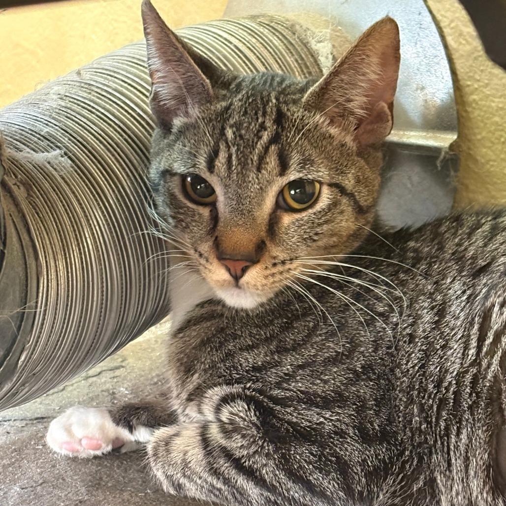 Mia, Adoptable, Young Female Domestic Short Hair.