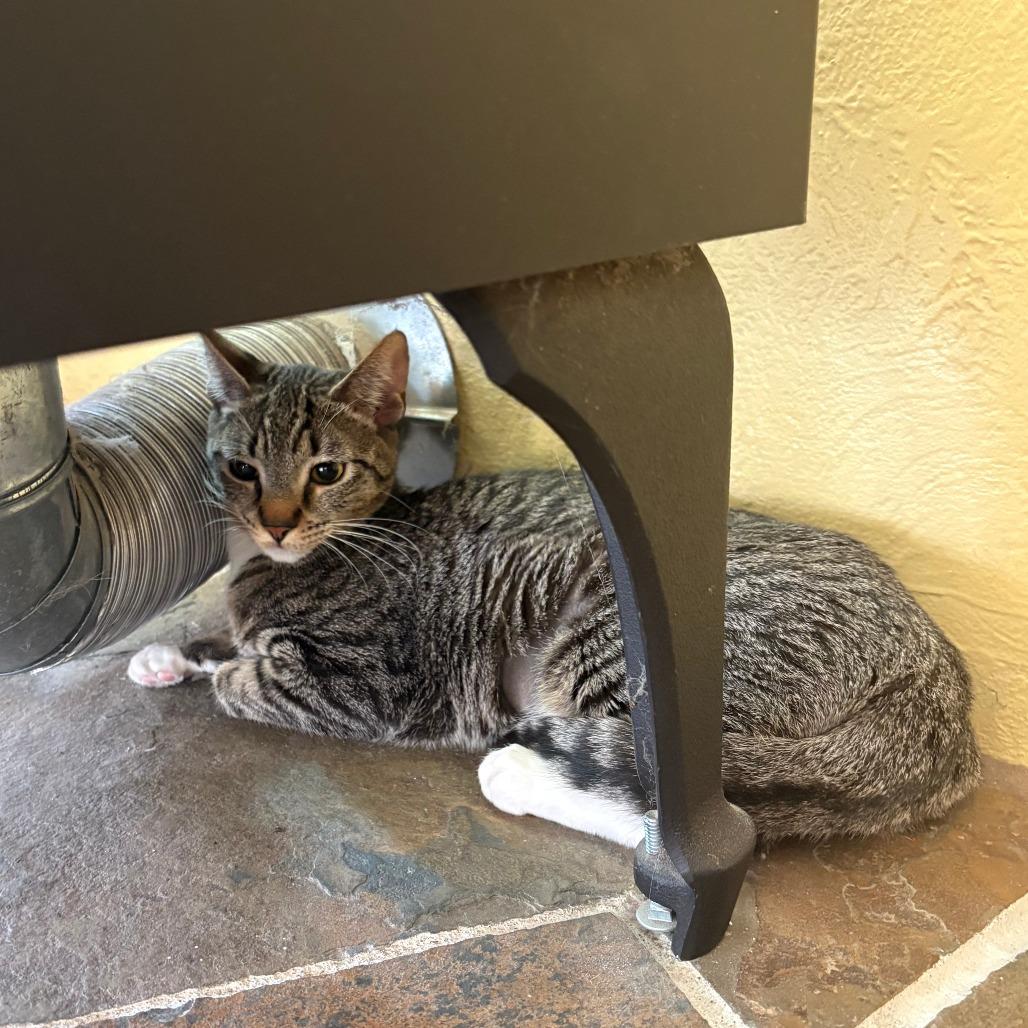 Enlarge Mia, a Adoptable Domestic Short Hair in Washougal, WA image 2/2