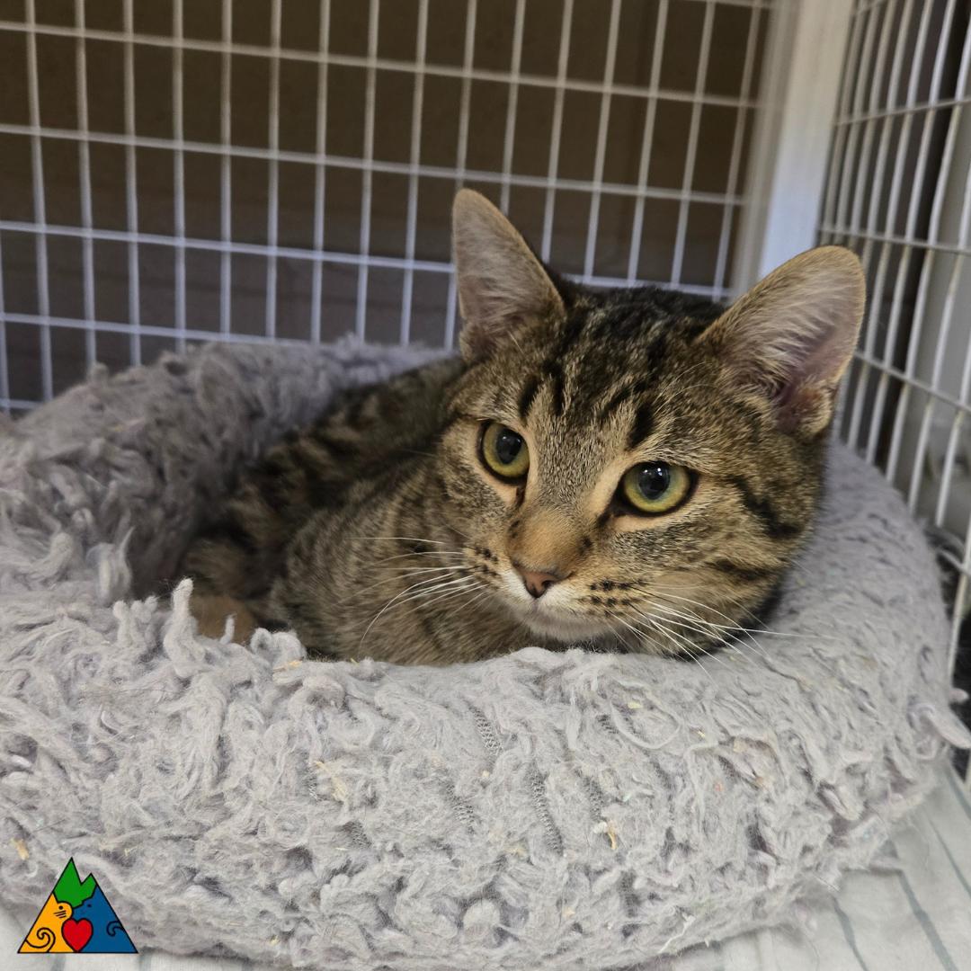 Terin, a ADOPTABLE Domestic Short Hair in Douglas, WY image 1/3