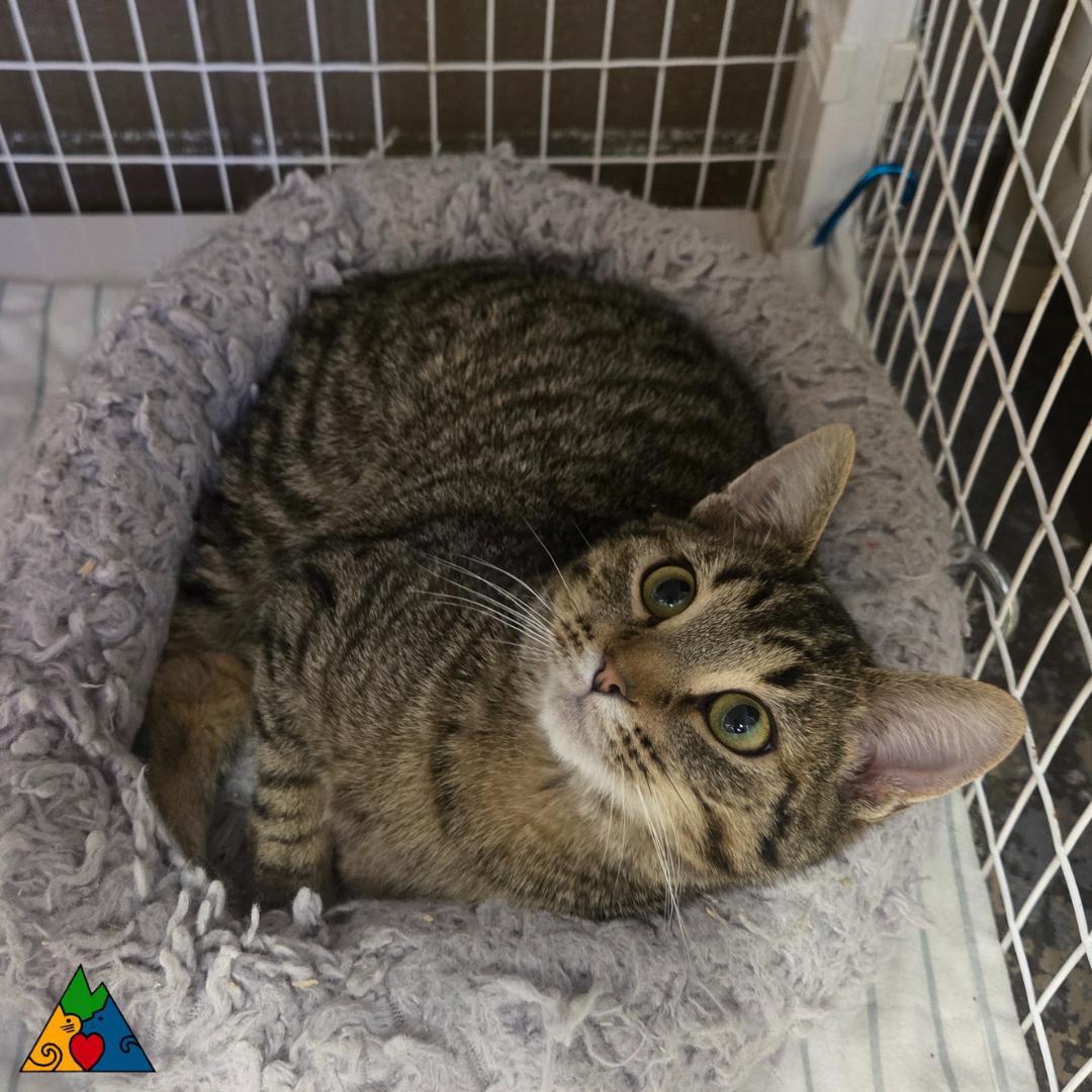 Terin, a ADOPTABLE Domestic Short Hair in Douglas, WY image 2/3