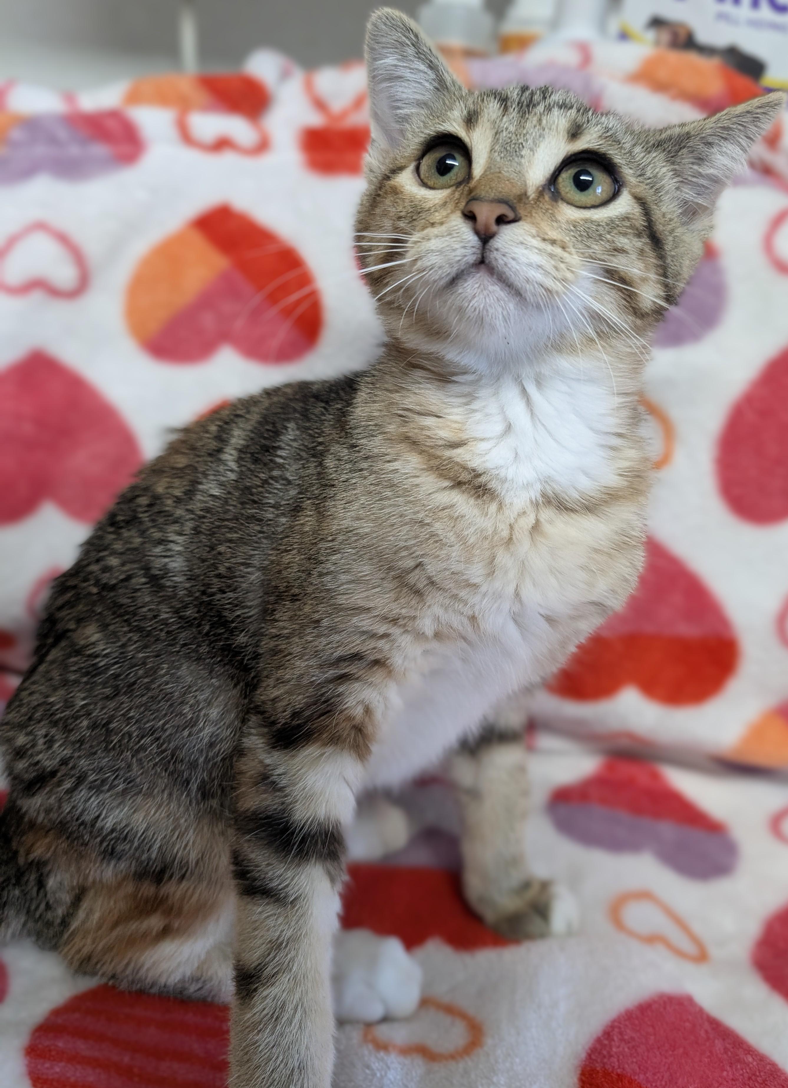 Enlarge Sepia, a Adoptable Domestic Short Hair in Bisbee, AZ image 1/1