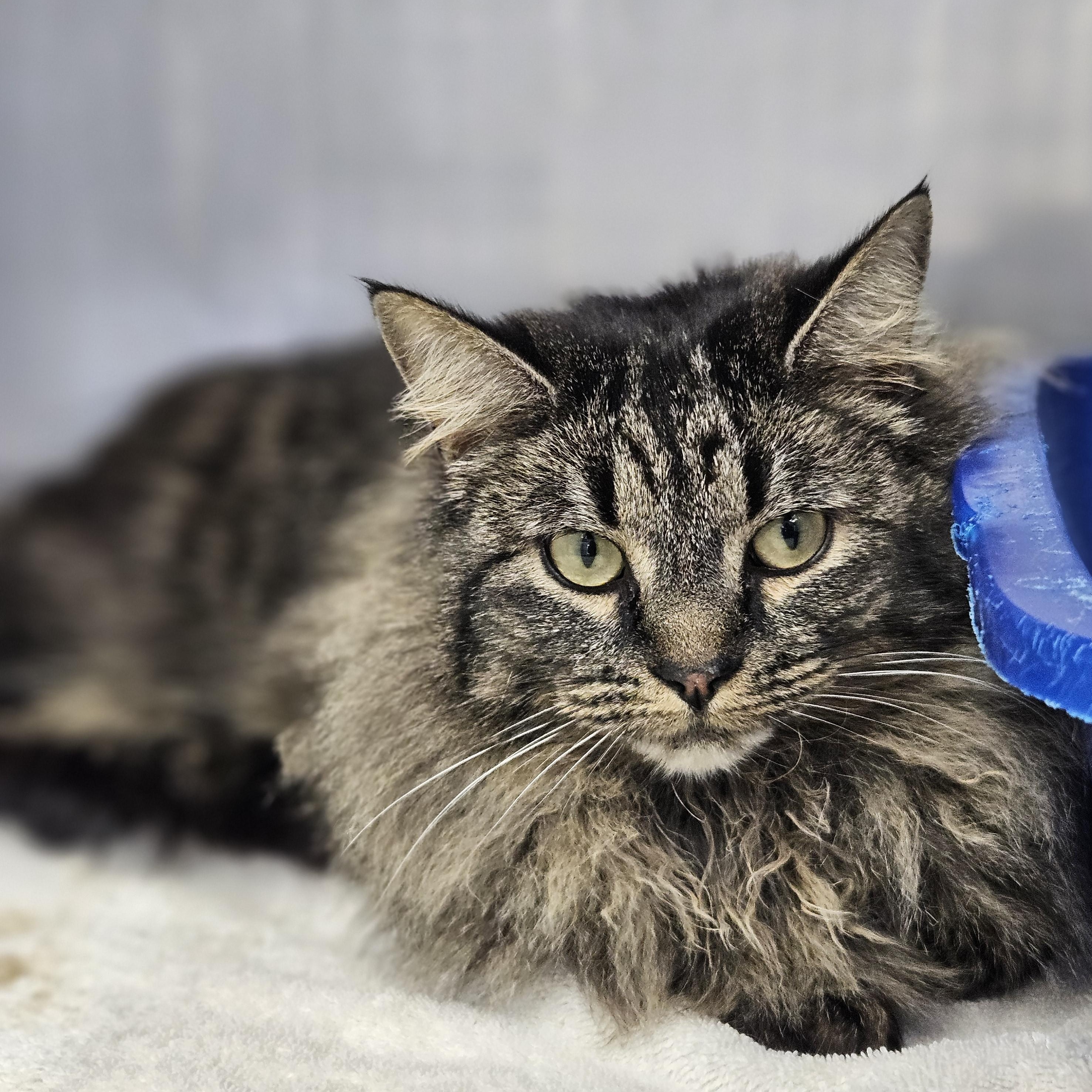 Wolf, an adopted Domestic Long Hair in Medfield, MA image 3/4