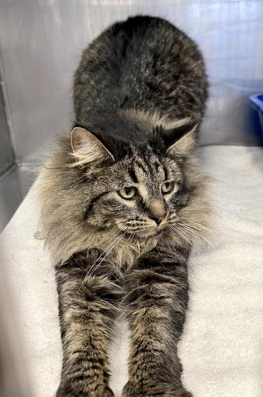 Wolf, an adopted Domestic Long Hair in Medfield, MA image 4/4