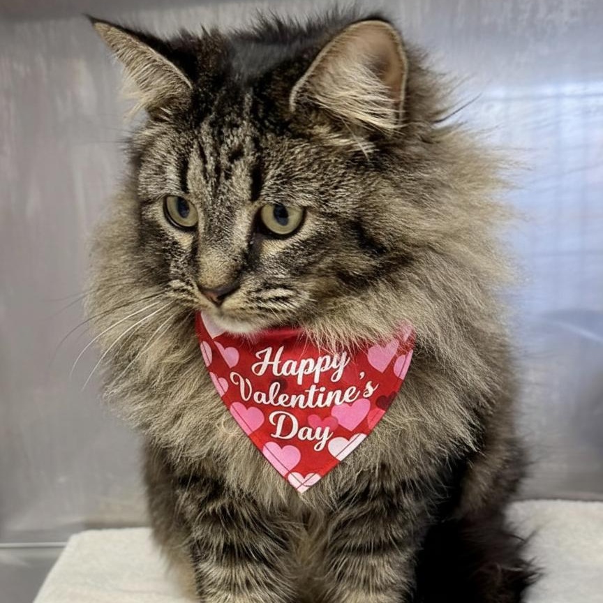 Wolf, ADOPTABLE, Young Female Domestic Long Hair.