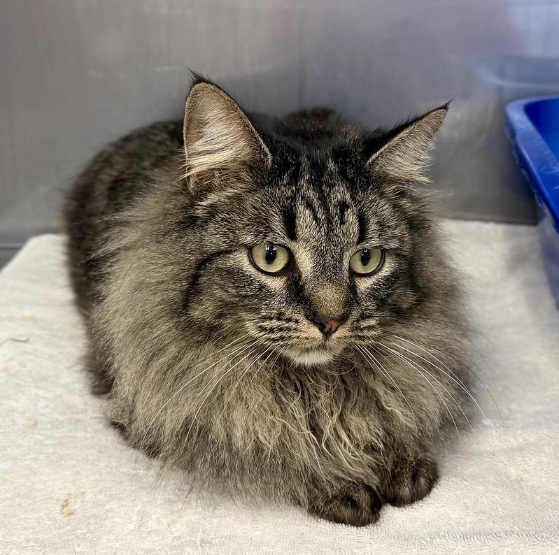 Wolf, an adopted Domestic Long Hair in Medfield, MA image 2/4