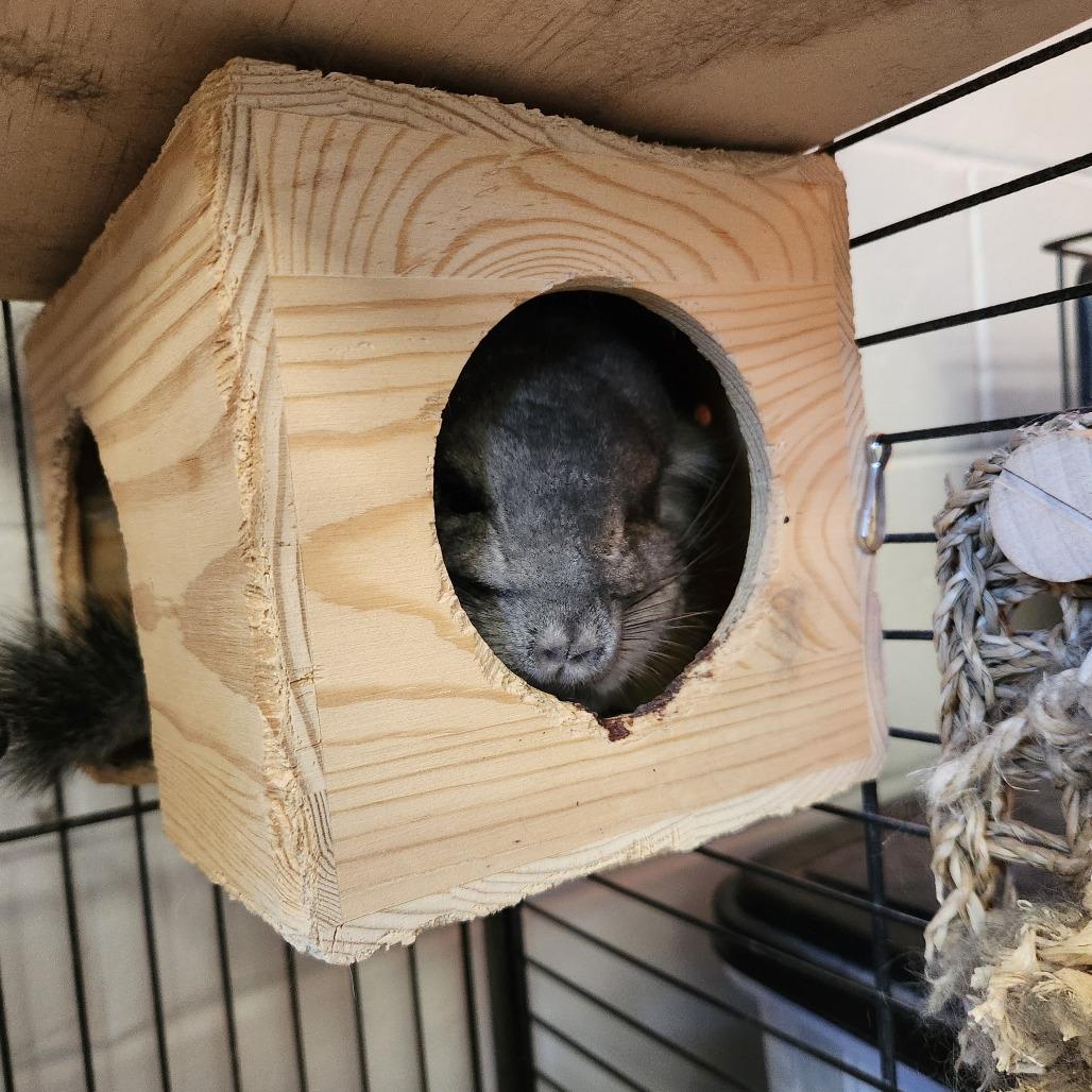 Bunny, Adoptable, Adult Male Chinchilla.
