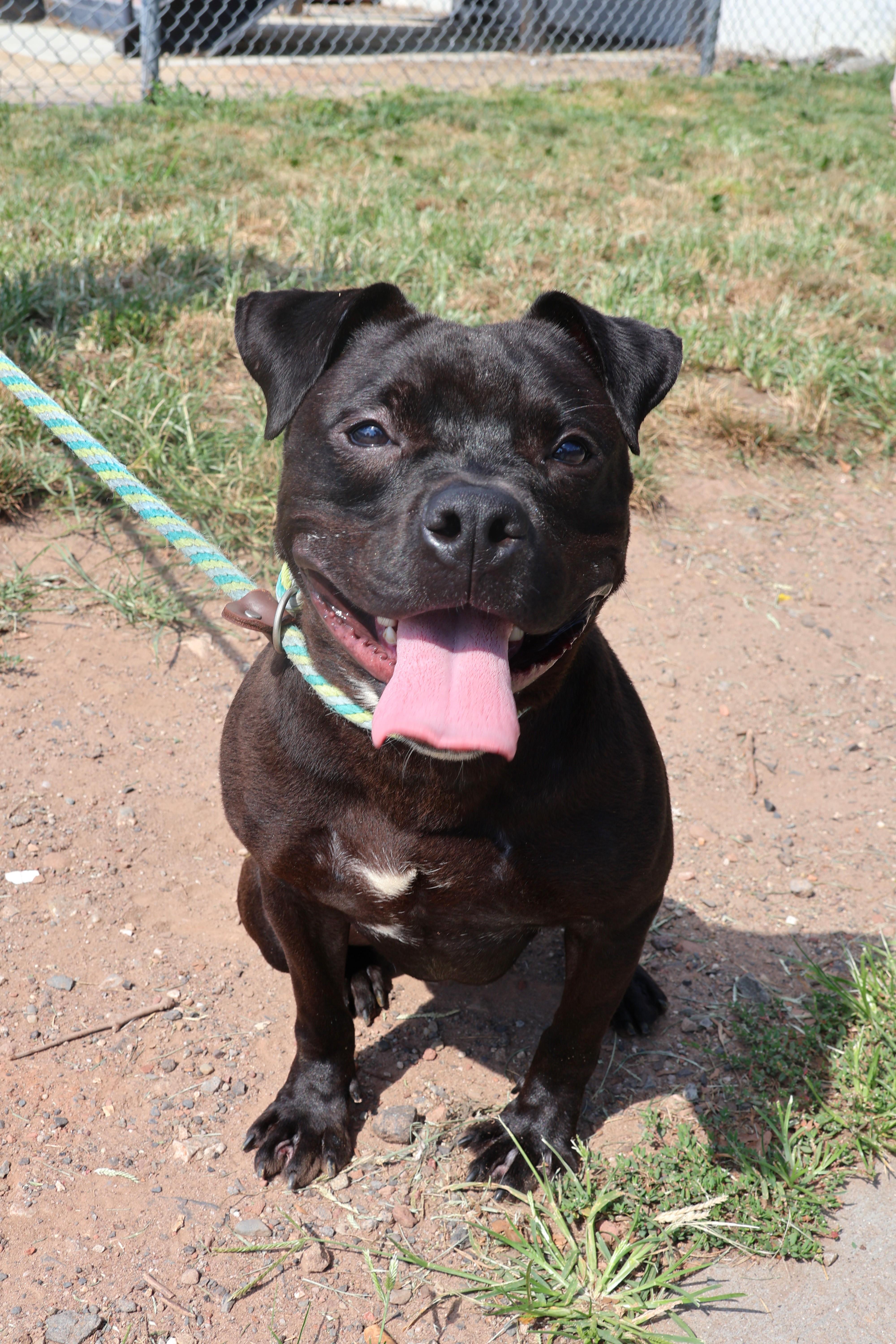 Bentley, Adult Male unknown