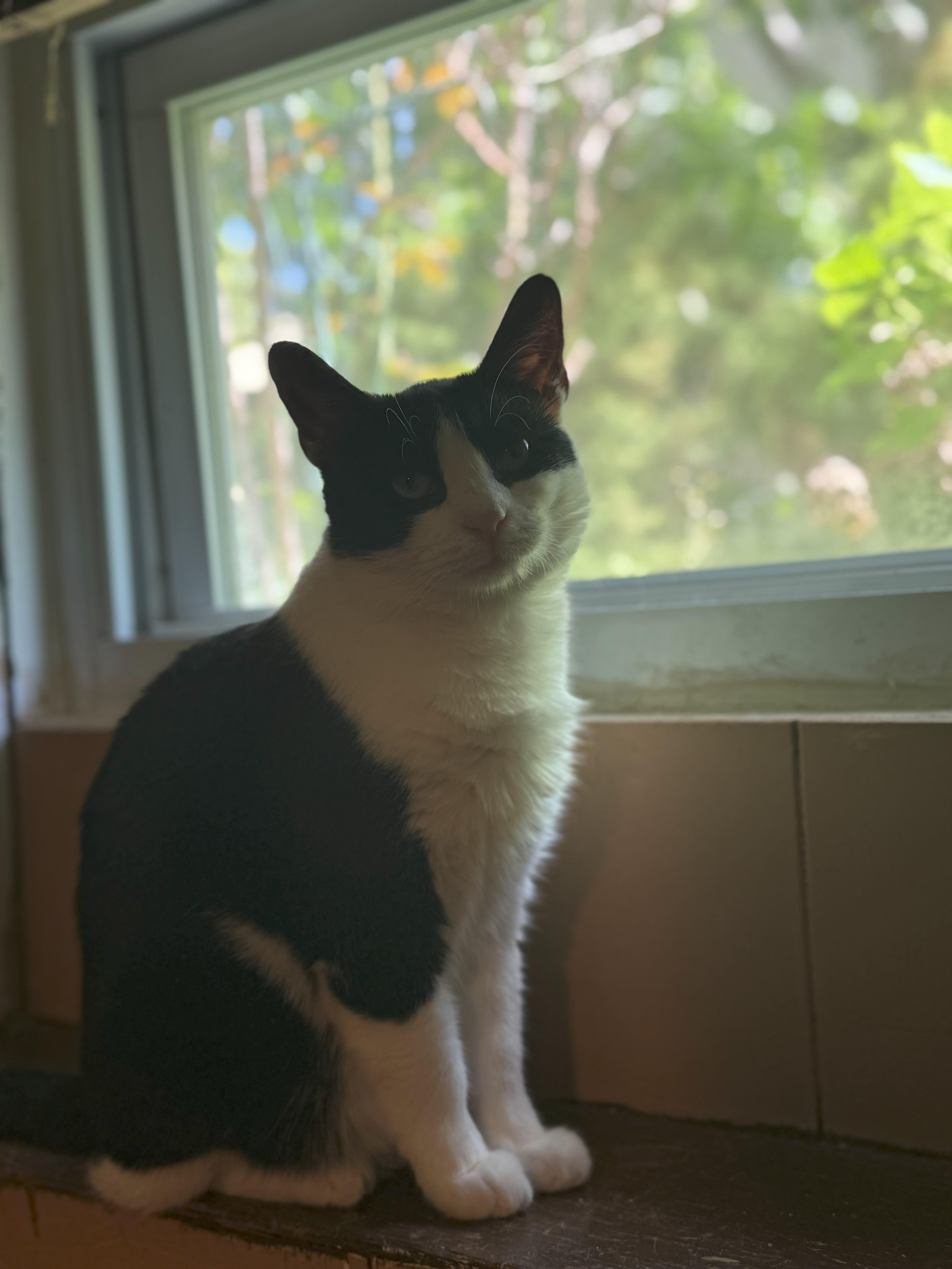 Claire, Adoptable, Adult Female Domestic Short Hair.