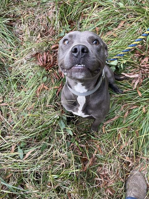 Enlarge HOBO, a Adoptable American Staffordshire Terrier in Chester, SC image 1/1