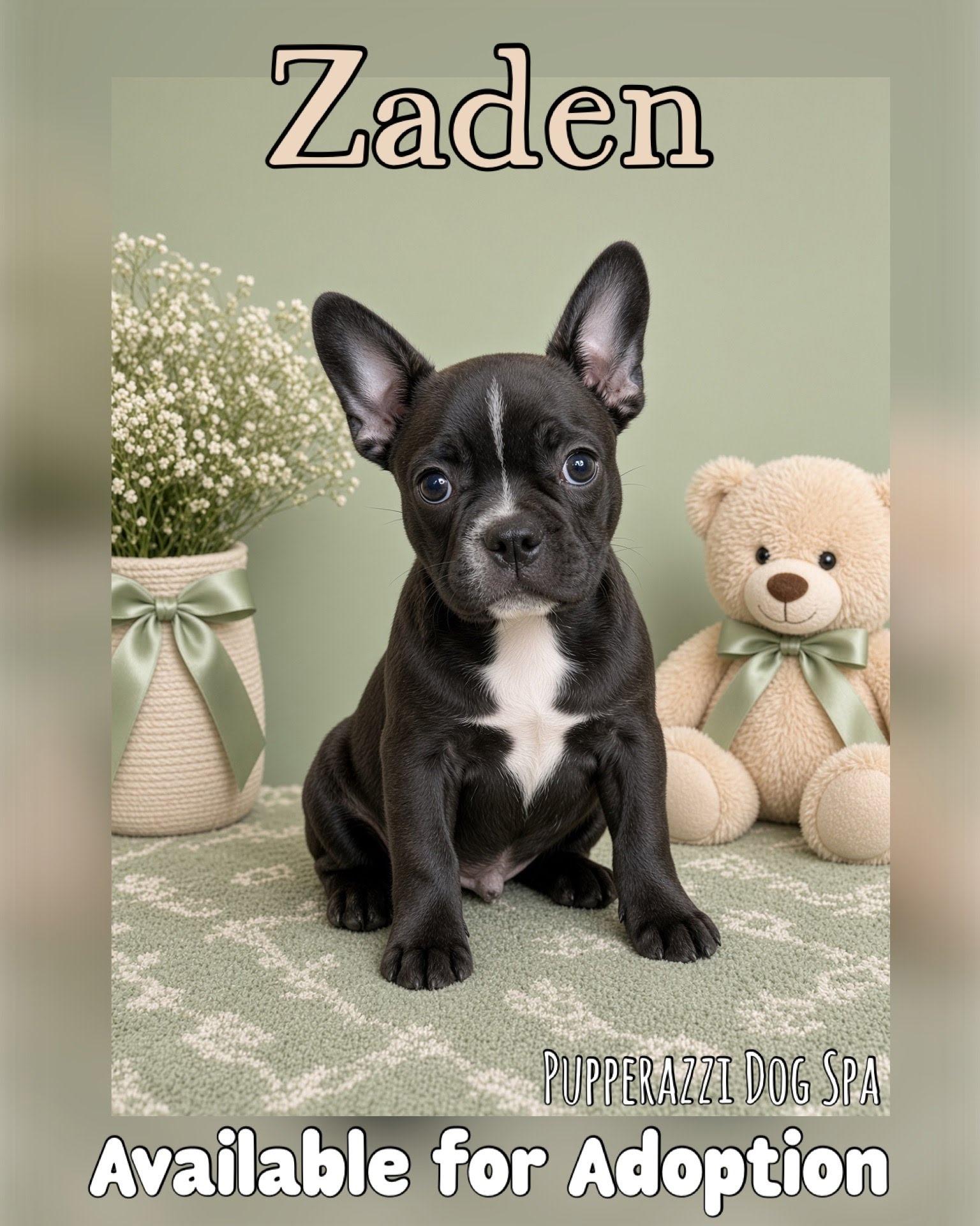 Enlarge Zaden, a Adoptable mixed breed in Overland Park, KS image 1/2