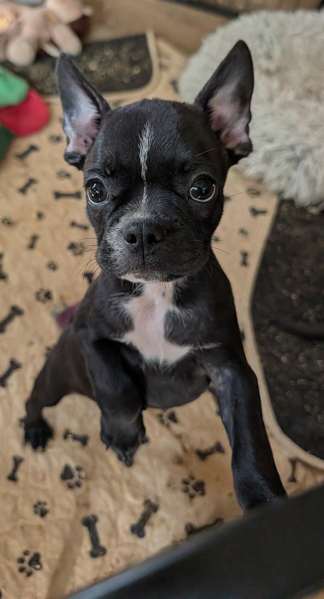 Enlarge Zaden, a Adoptable mixed breed in Overland Park, KS image 2/2
