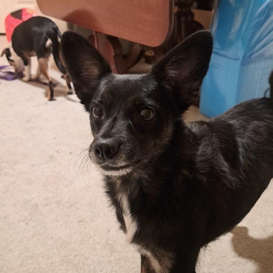 Paramore, Adoptable, Adult Female Chihuahua.