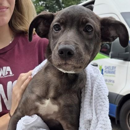 Evanescence, Adoptable, Puppy Female Mixed Breed & Mixed Breed.