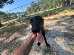 Enlarge Keaneu, a Adoptable mixed breed in Orangeburg, SC image 3/3