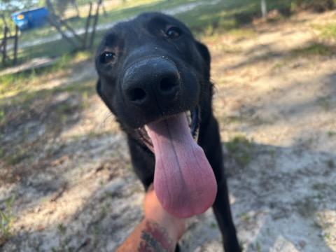 Enlarge Keaneu, a Adoptable mixed breed in Orangeburg, SC image 1/3