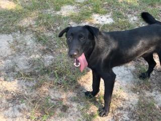 Enlarge Keaneu, a Adoptable mixed breed in Orangeburg, SC image 2/3