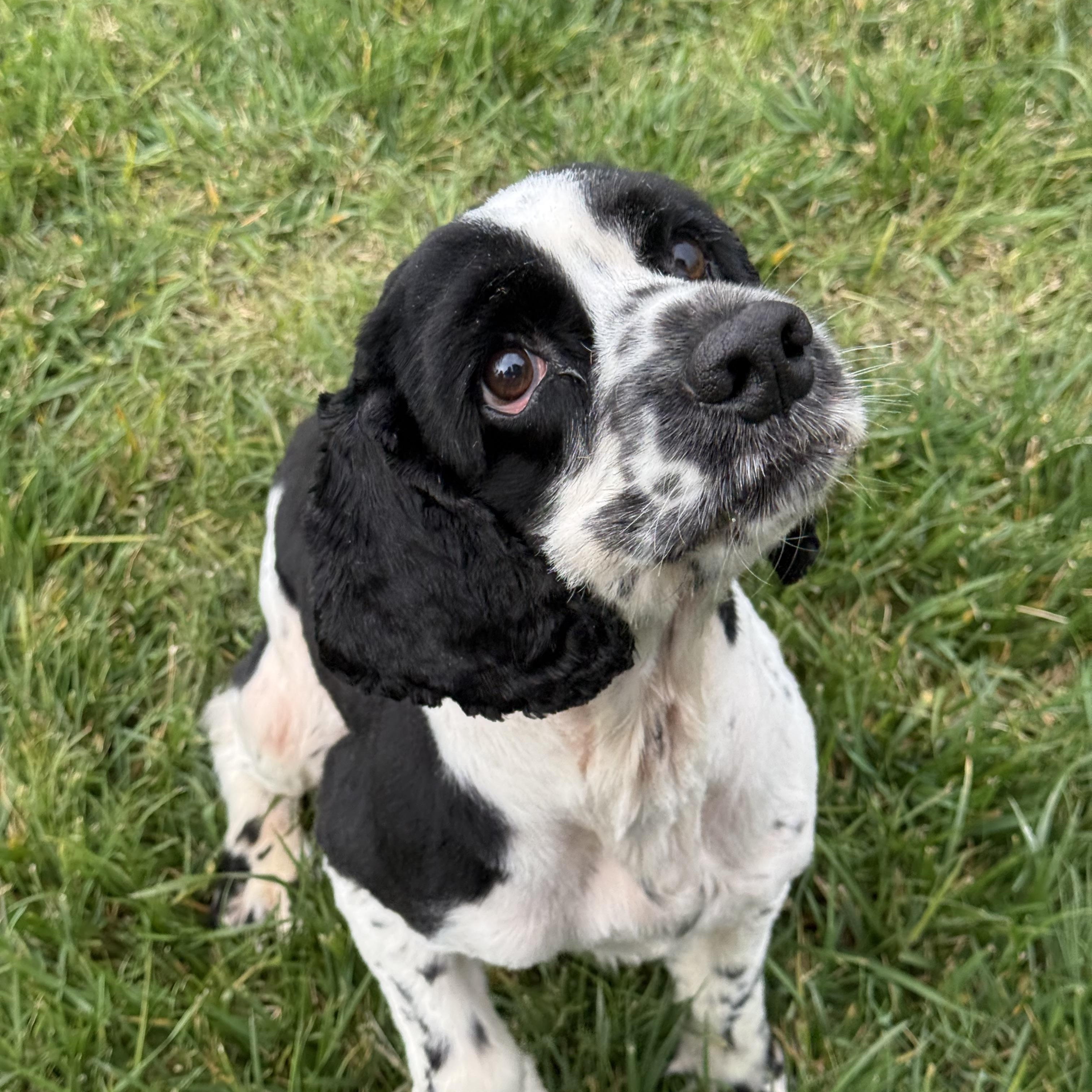 Freckles thumbnail 3