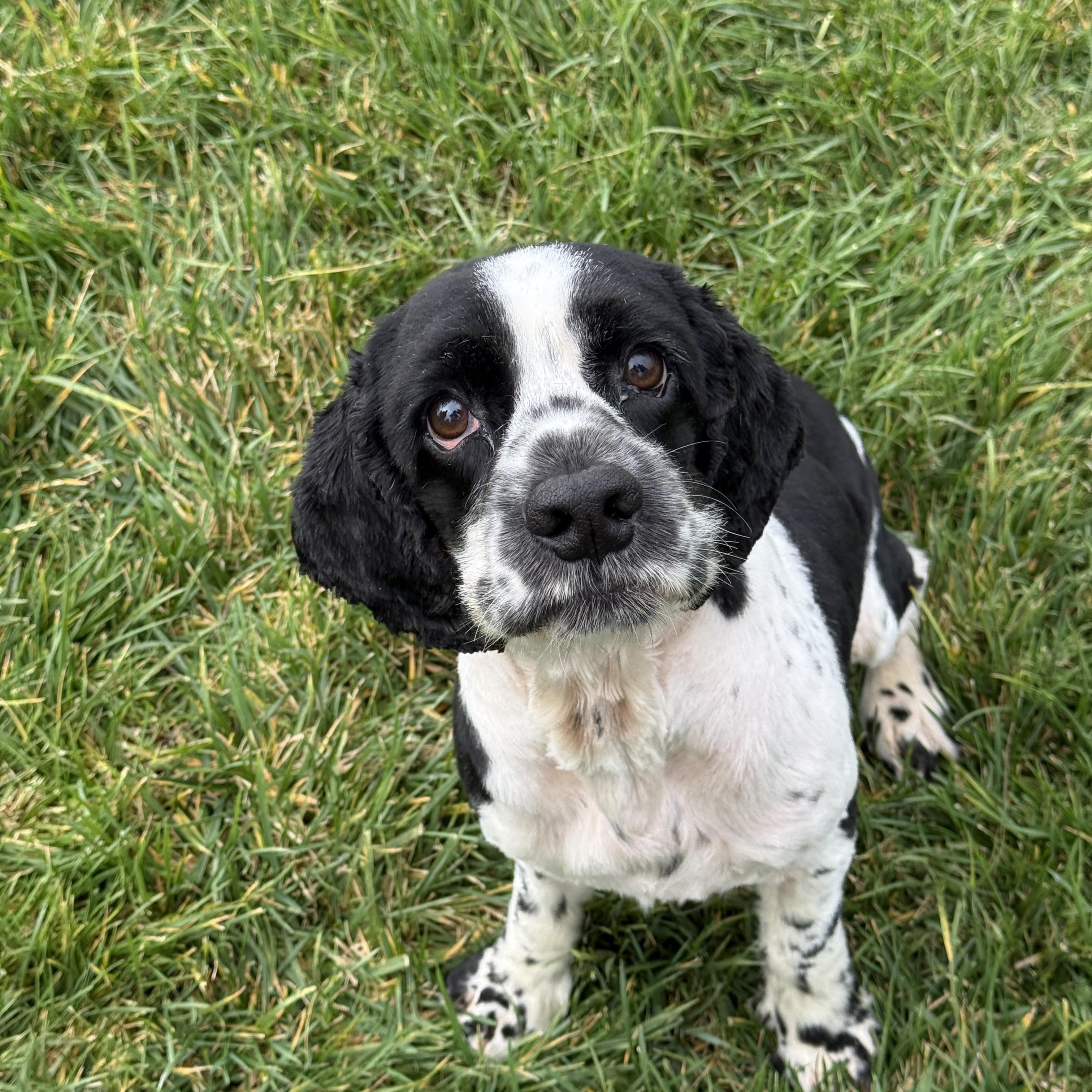 Freckles thumbnail 4