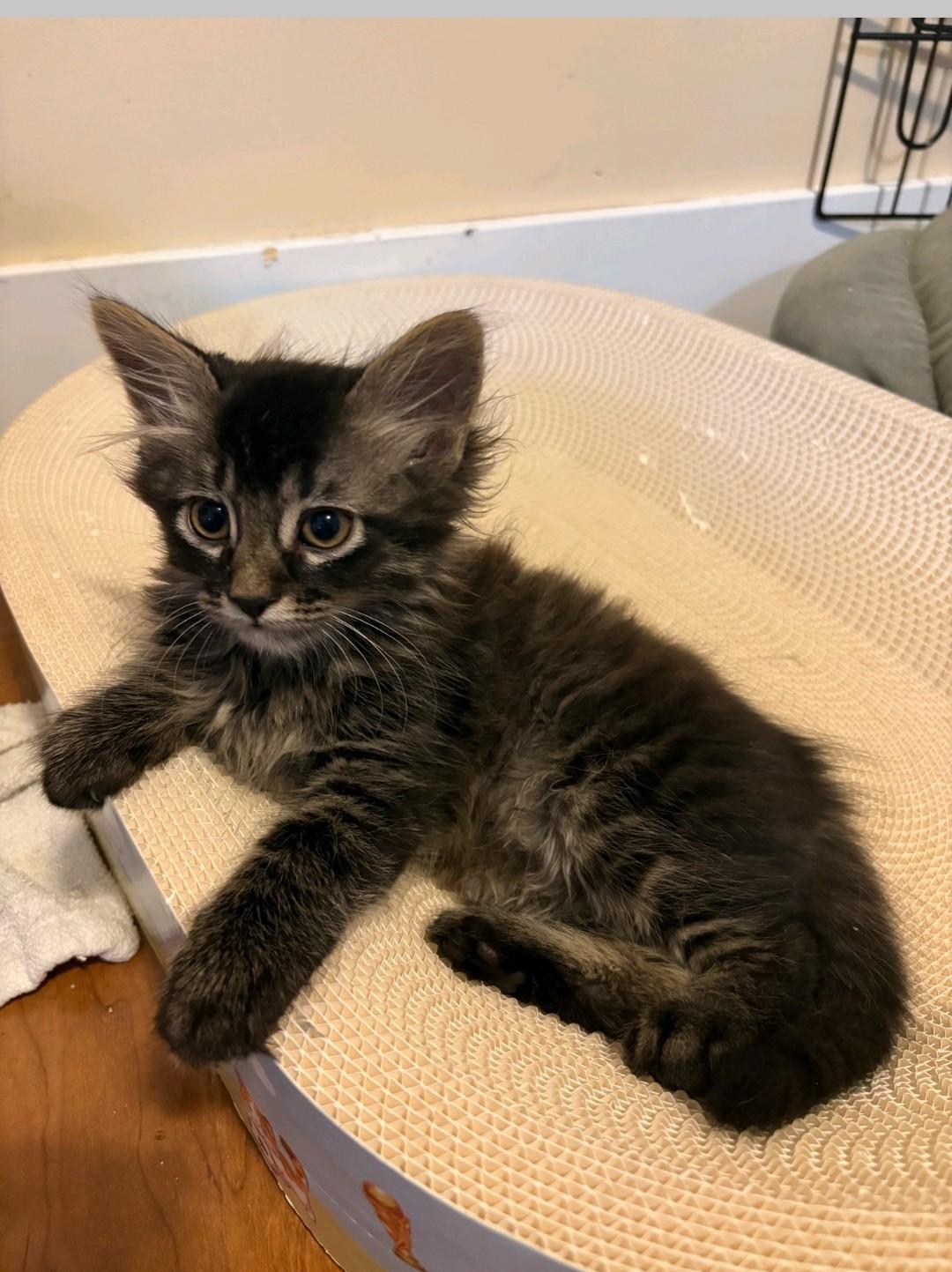 Enlarge Decaf, an adopted Domestic Medium Hair in Reno, NV image 1/1