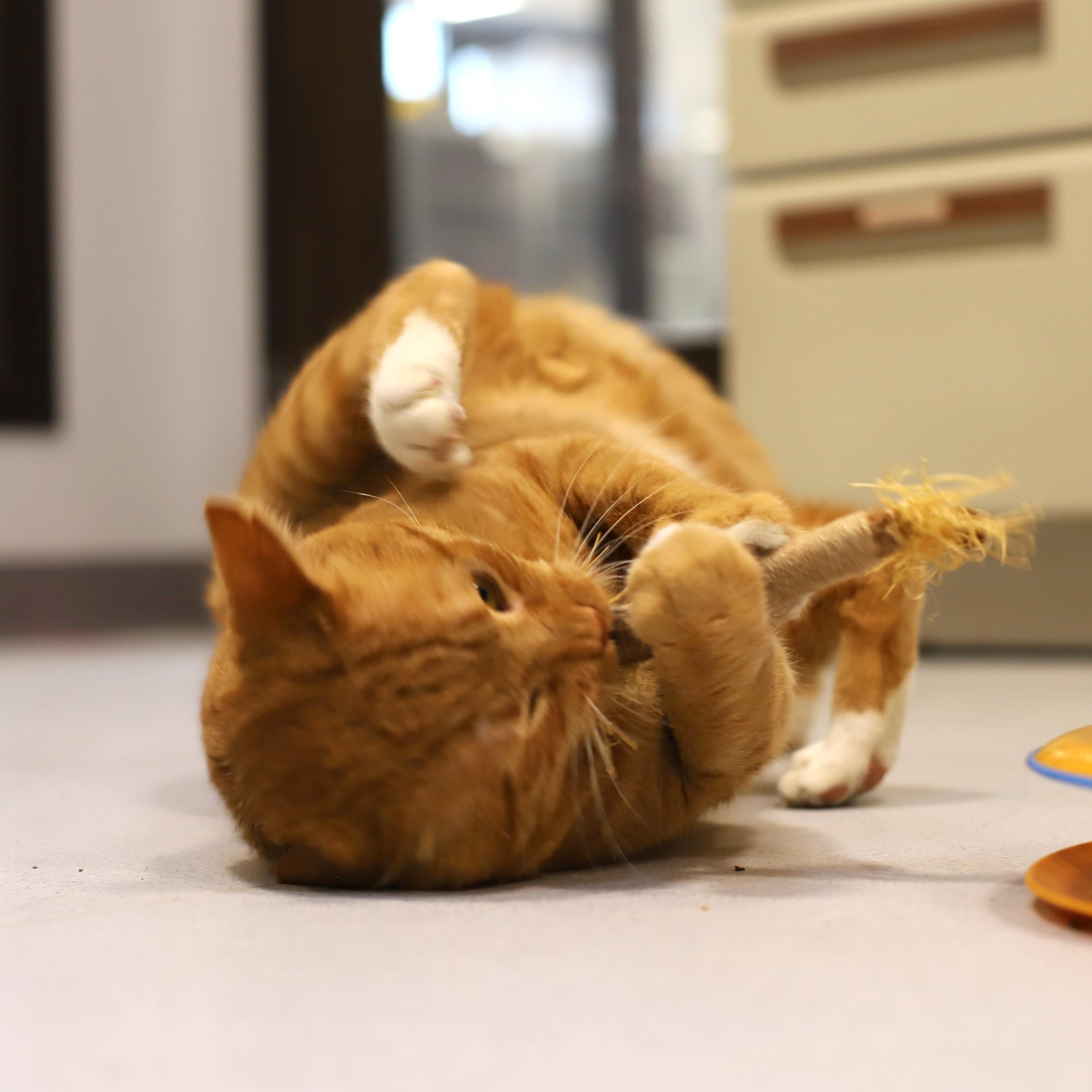 Enlarge Fireheart, a Adoptable Domestic Short Hair in Endicott, NY image 2/4