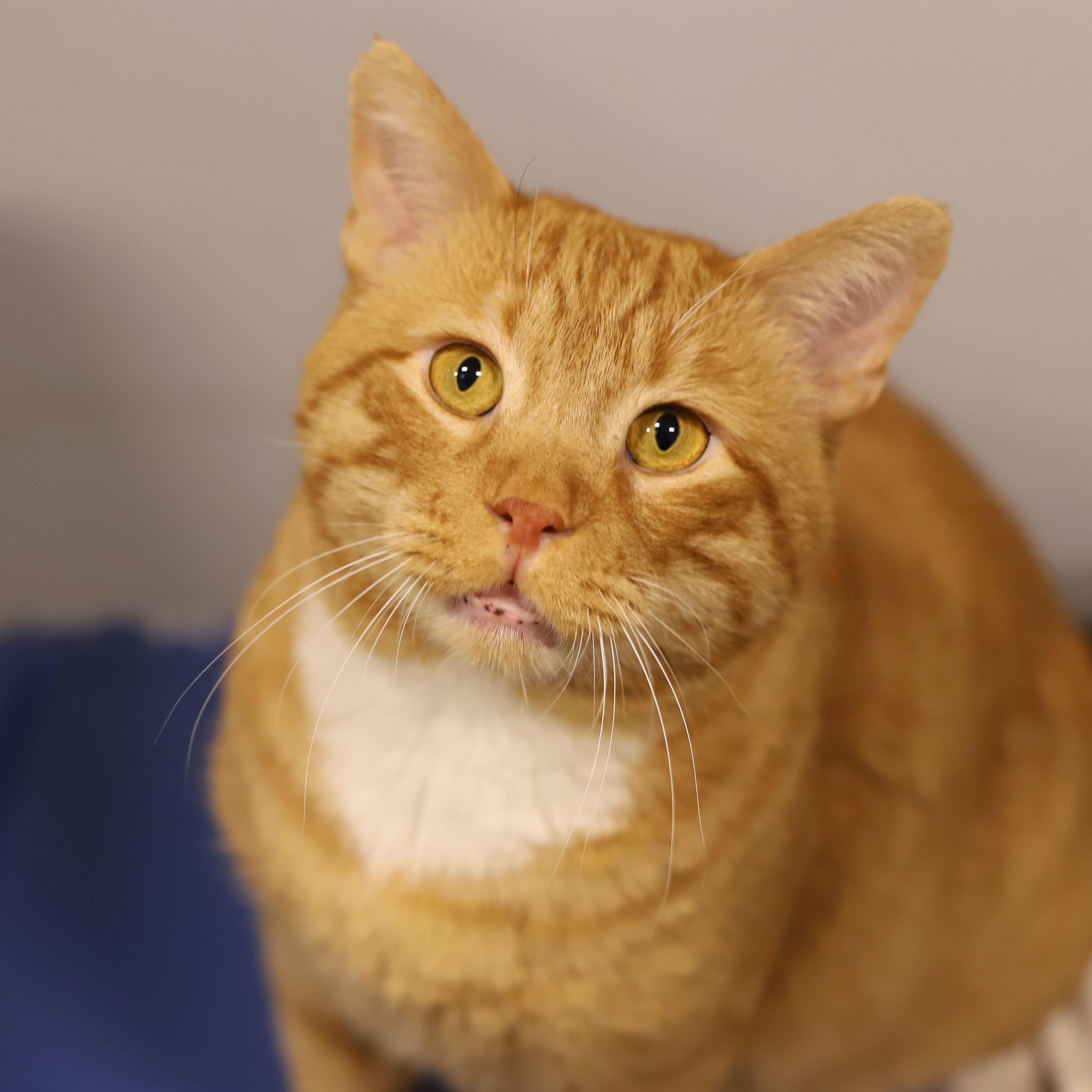 Enlarge Fireheart, a Adoptable Domestic Short Hair in Endicott, NY image 1/4