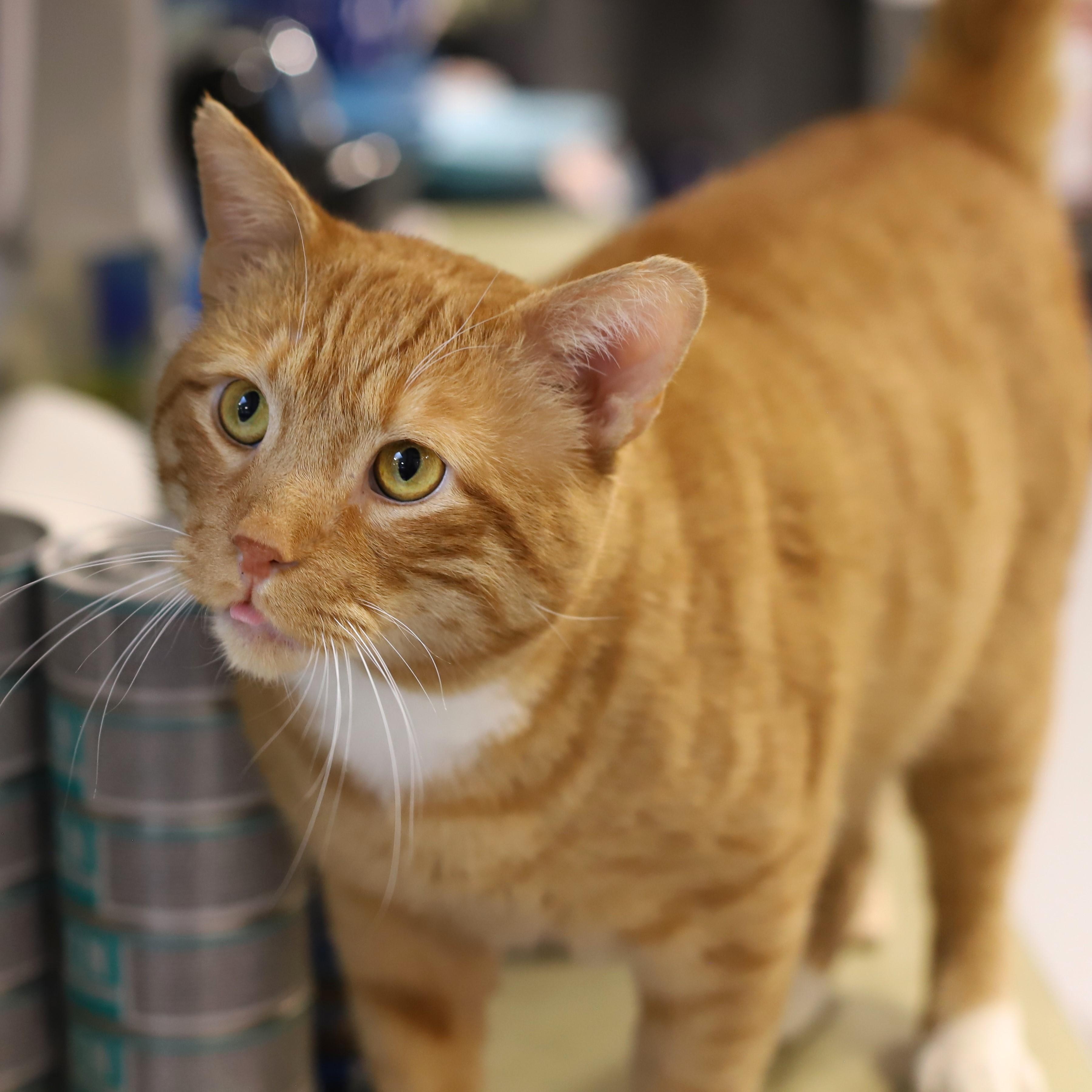 Enlarge Fireheart, a Adoptable Domestic Short Hair in Endicott, NY image 3/4