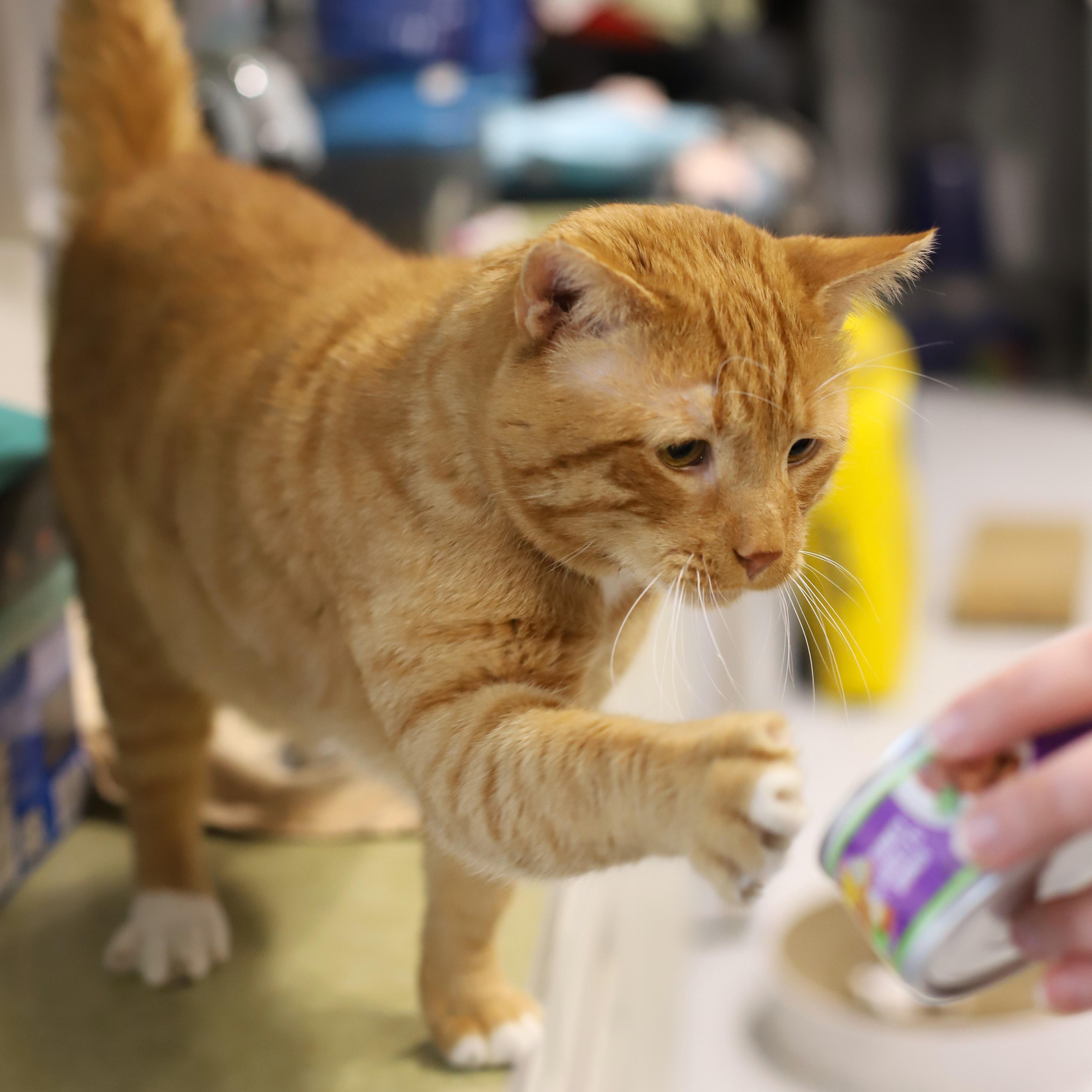 Enlarge Fireheart, a Adoptable Domestic Short Hair in Endicott, NY image 4/4