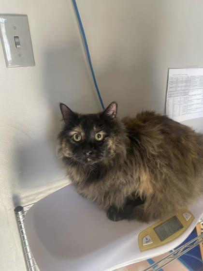 Enlarge Mrs. Chunks 51586, an adopted Domestic Long Hair in Oklahoma City, OK image 2/2