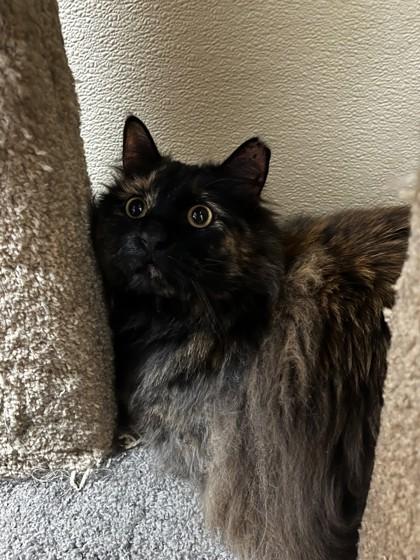 Enlarge Mrs. Chunks 51586, an adopted Domestic Long Hair in Oklahoma City, OK image 1/2