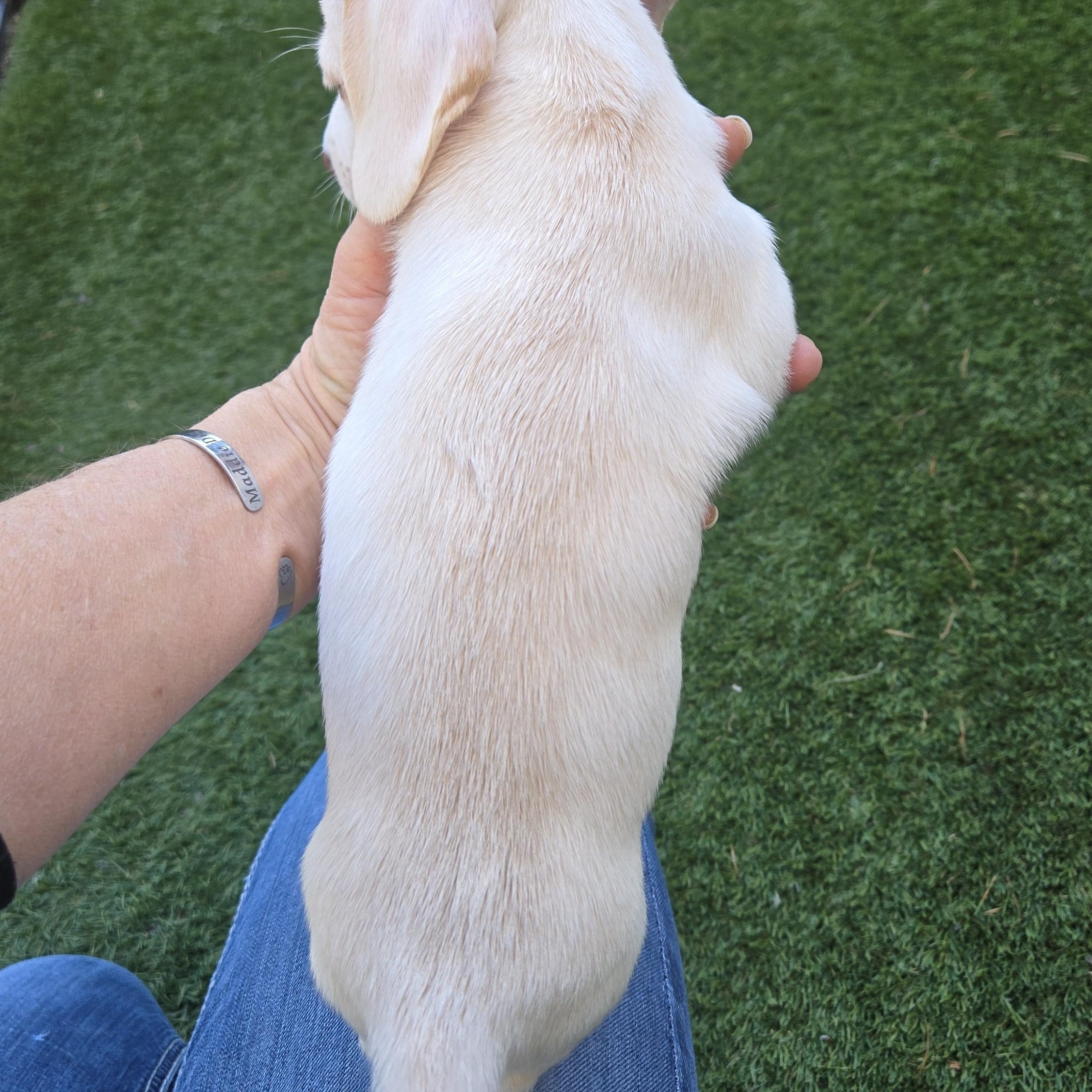Enlarge Maverick , an adopted Dachshund in Portland, OR image 2/2