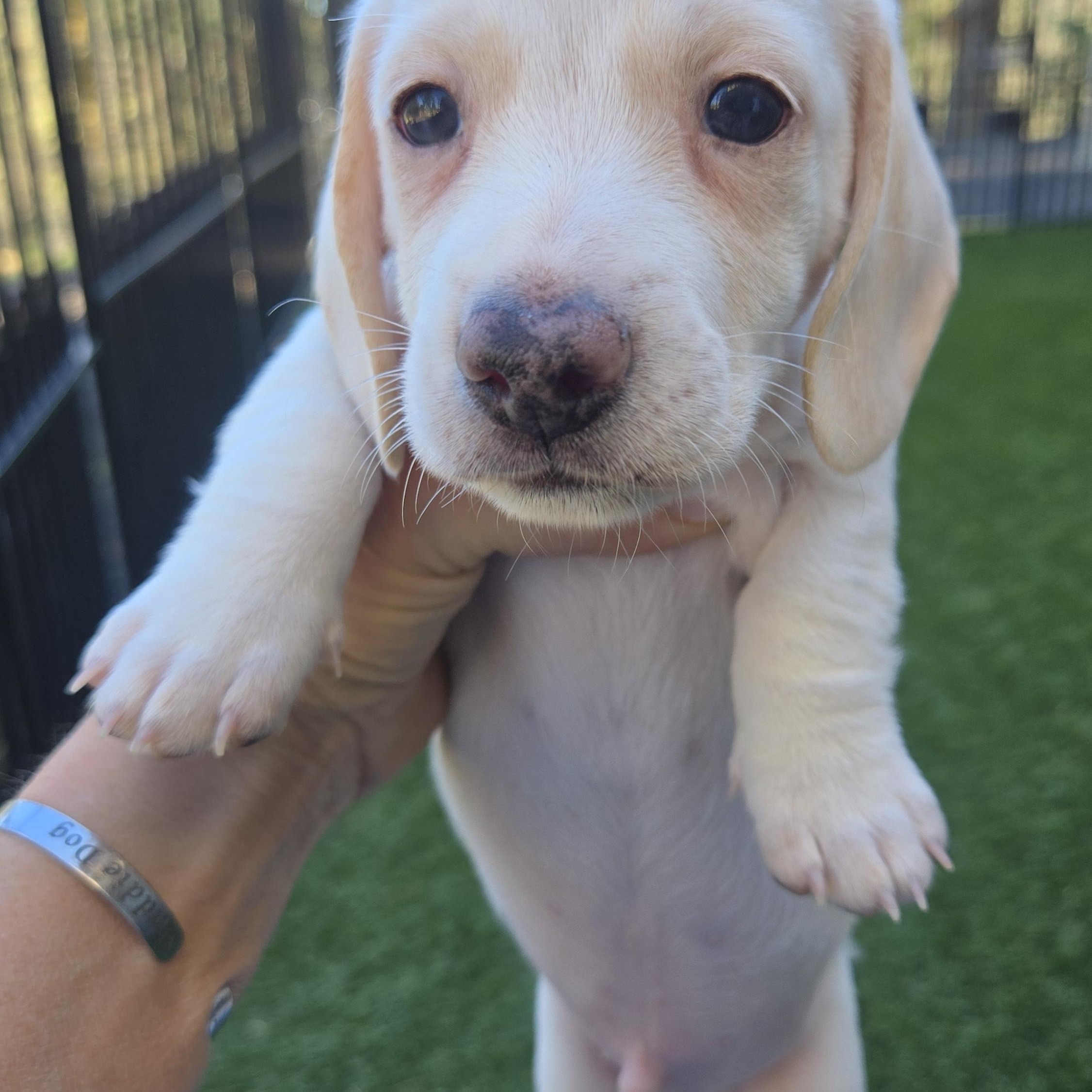 Maverick , adopted, Puppy Male Dachshund.