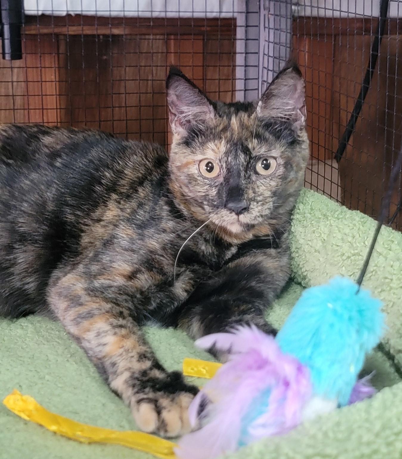 Carmen, a Adoptable Tortoiseshell in Boulder Creek, CA image 1/4